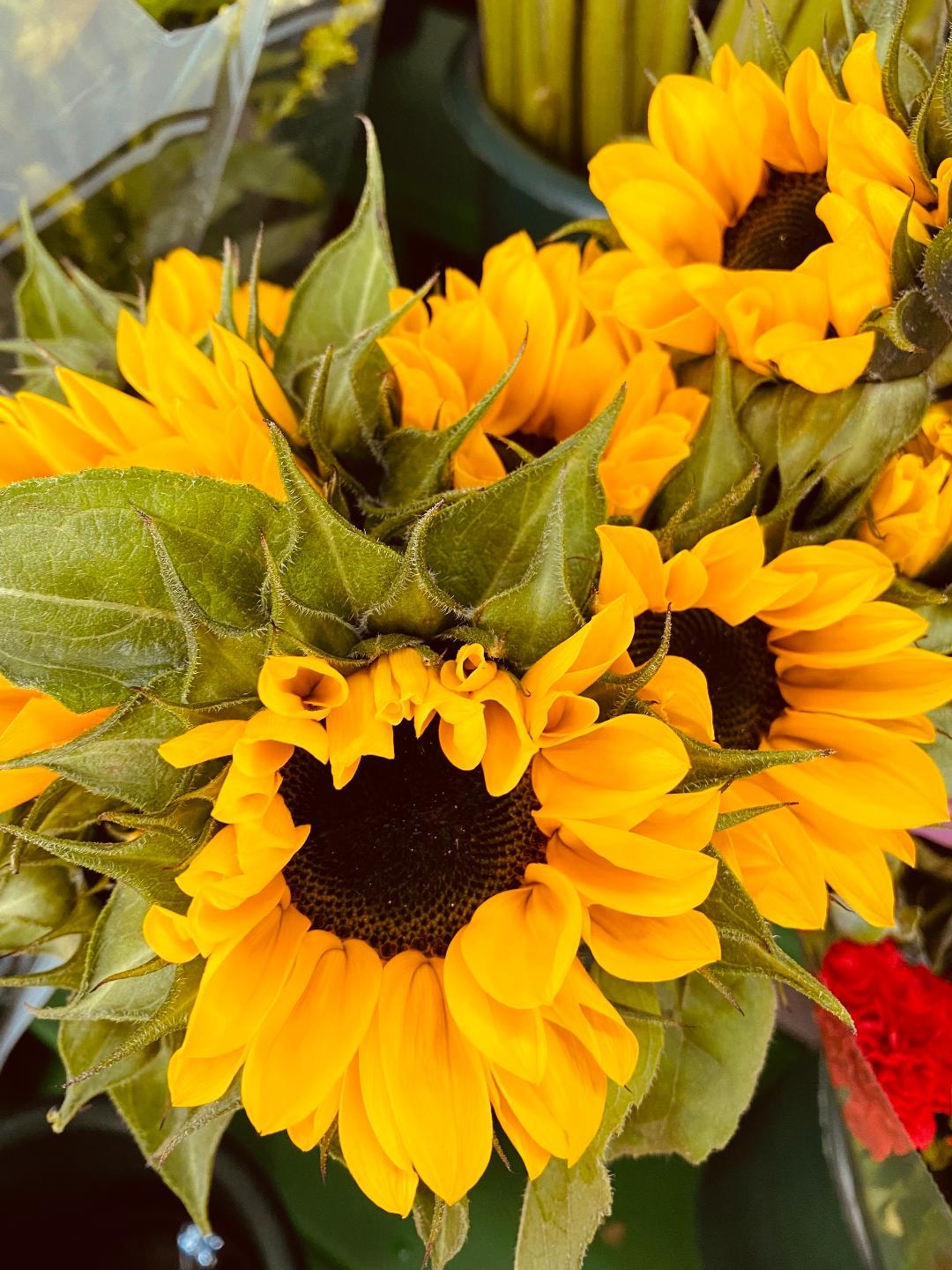 Sunflowers painted by Wanda Jones-López — Art Pix Blog