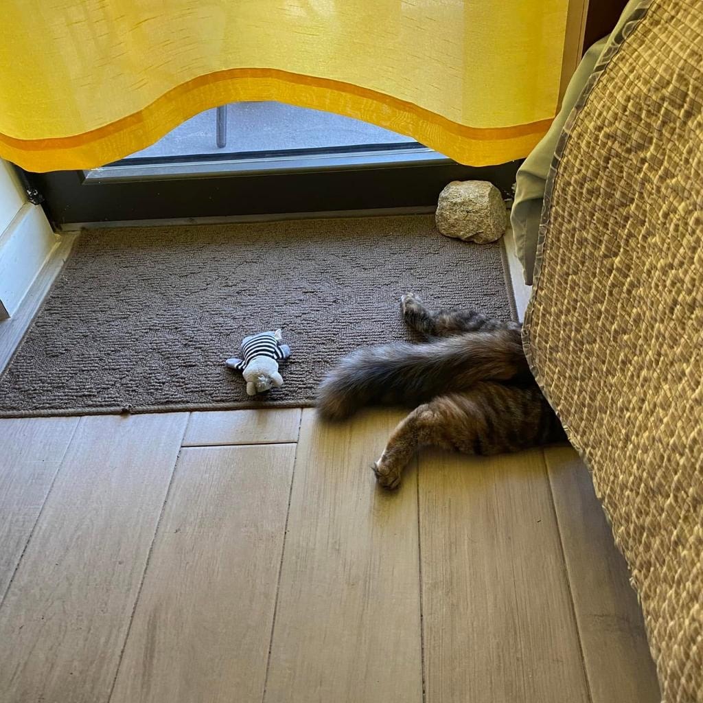 A cozy cat — Art Pix Blog